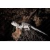 Pogona vitticeps - Dragón barbudo zero